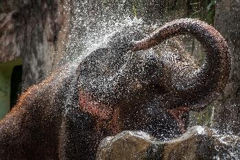 Elephant Retirement Park - Ethisch gefhrte Elefantenpension  - Phuket