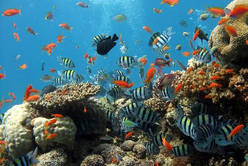 Zoom Natrliche, idyllische Fischerinseln Surin Islands  - Bild 4 