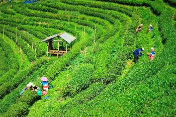 Araksa-Teeplantage und Teeverkostung - Chiang Mai
