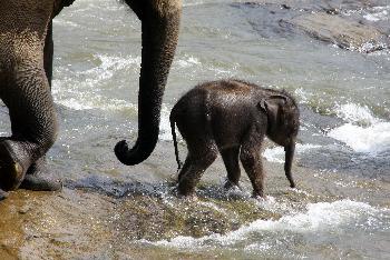 Elefanten-Dschungel-Schutzgebiet - Bild 2