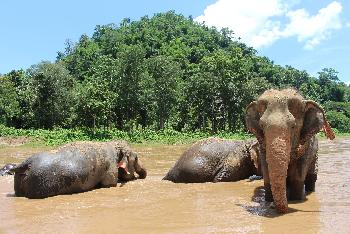 Elefanten-Dschungel-Schutzgebiet - Bild 3