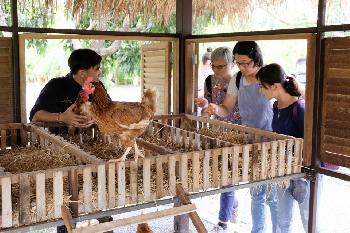 Thai-Kochkurs und Bio-Farm-Besuch - Bild 2