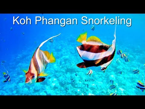 Start Video Schnorcheln - Koh Maa and Haad Yao Reef 